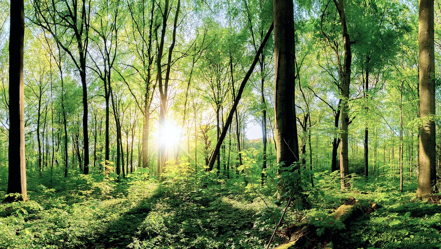 自然のイメージ写真